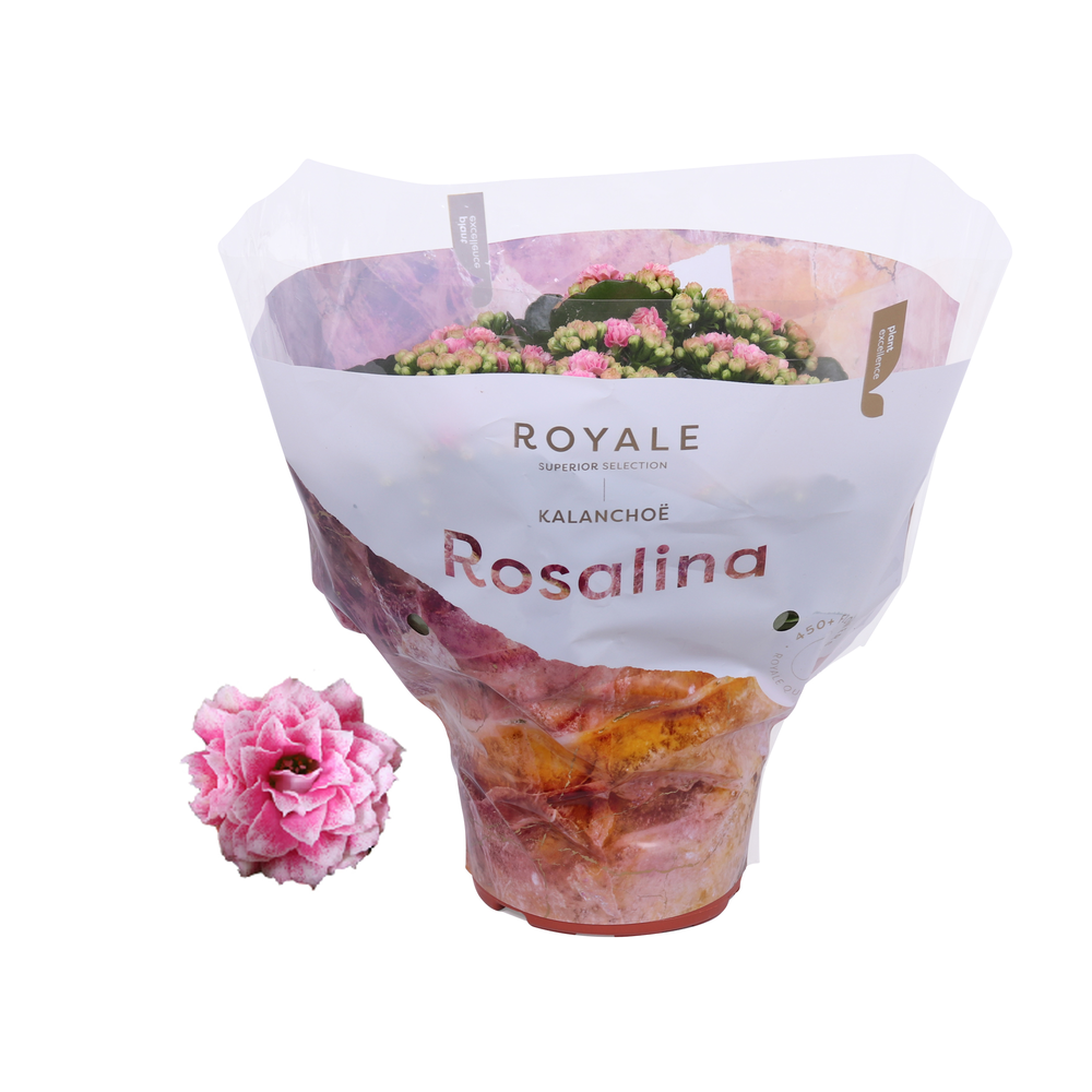 Kalanchoe Rosalina 15cm Royale Alano roze/wit.