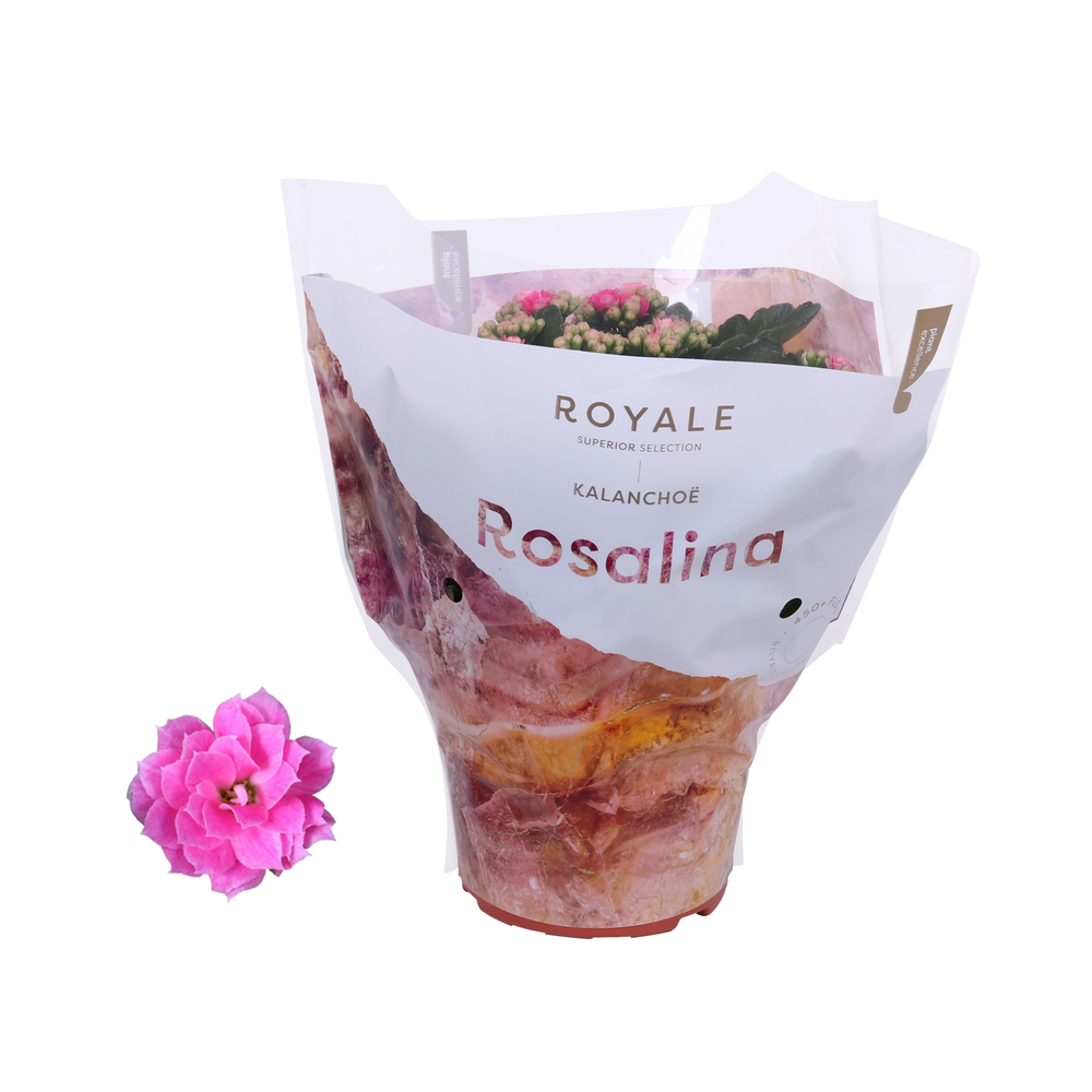 Kalanchoe Rosalina 15cm Royale Nando roze.
