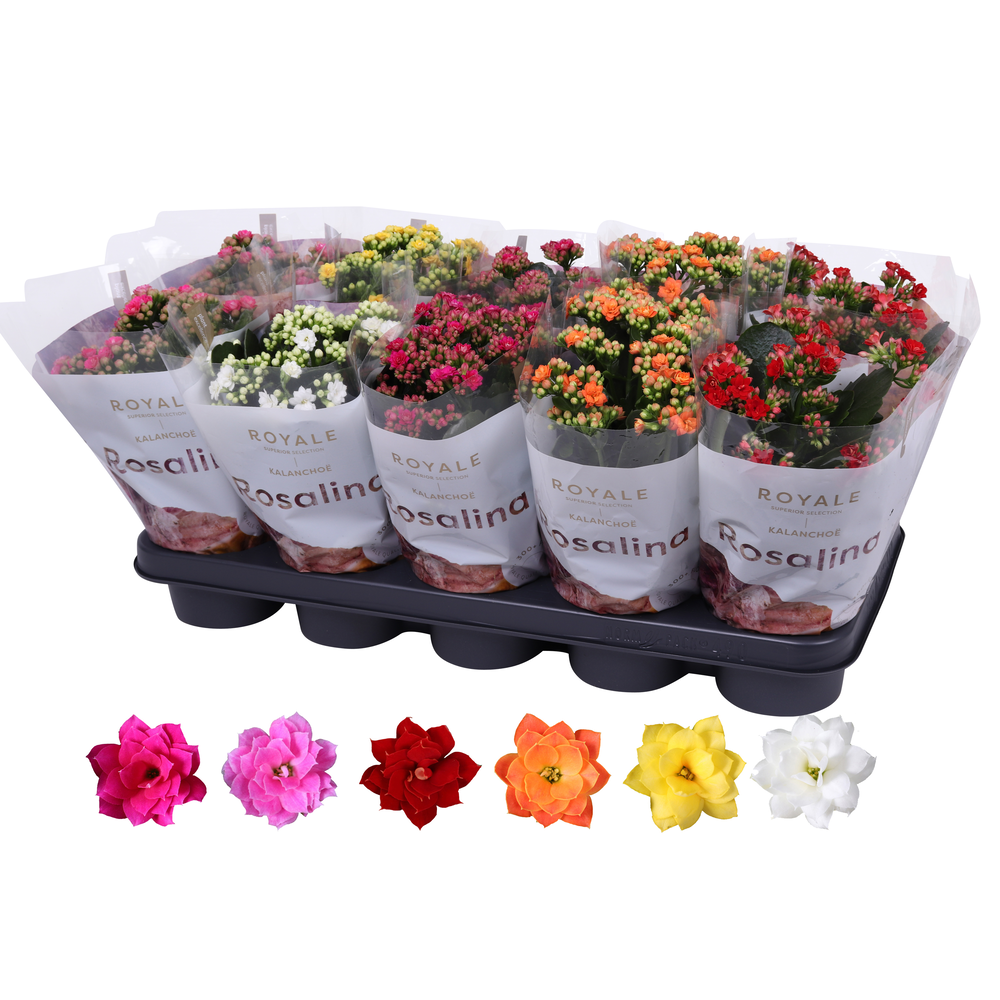 Kalanchoe Rosalina 12cm mix, Royale.