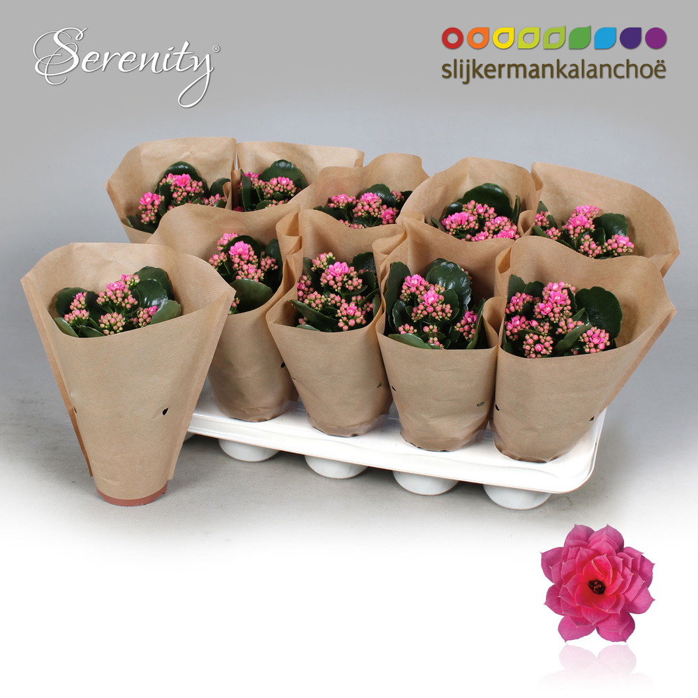 Kalanchoe Papersleeve - Serenity Pink.
