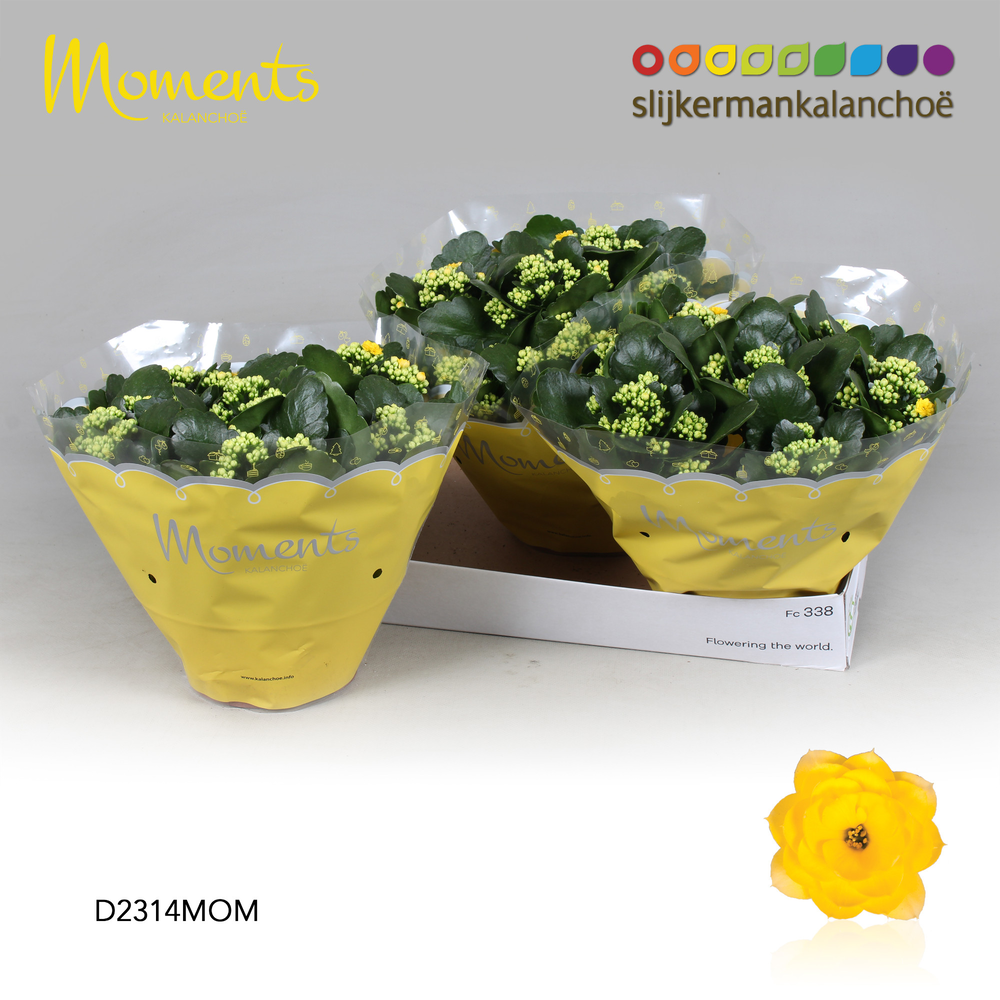 Kalanchoe Moments - Yellow.