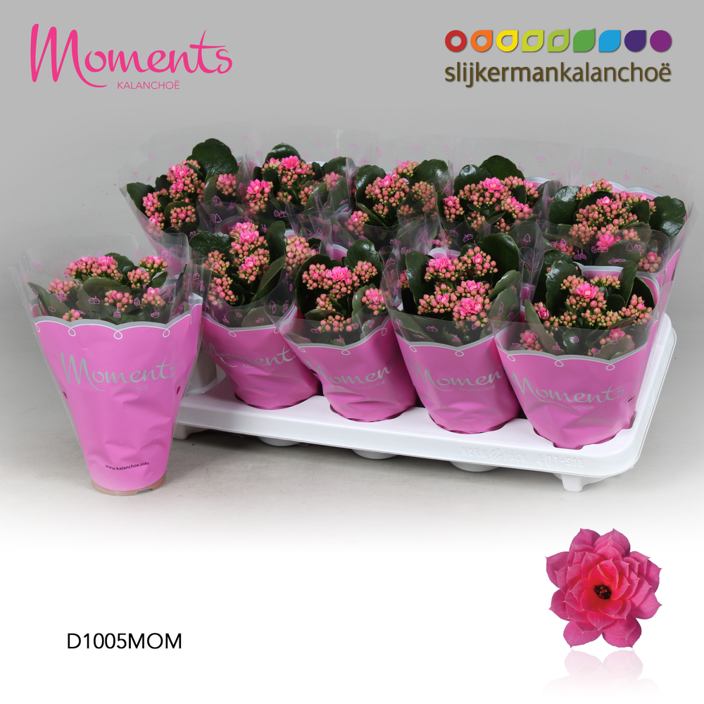 Kalanchoe Moments - Pink.