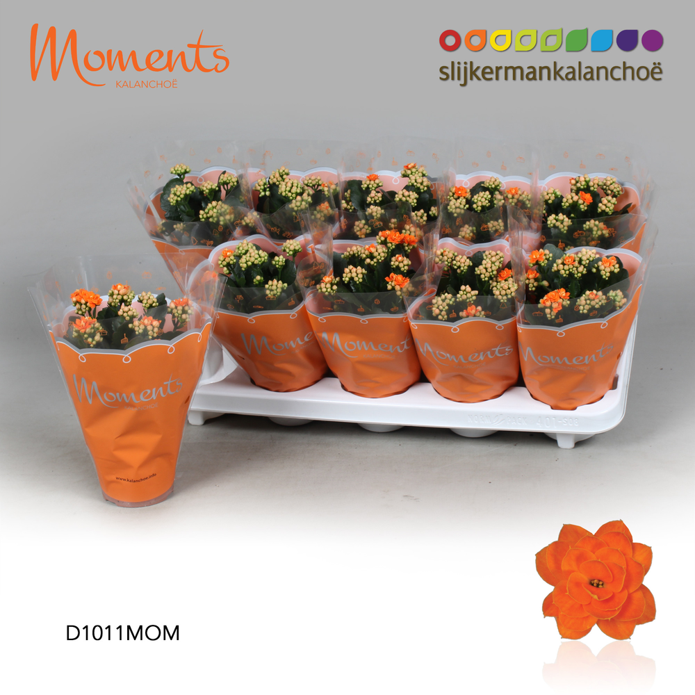 Kalanchoe Moments - Orange.