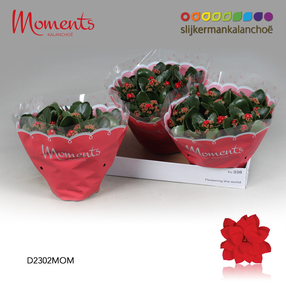 Kalanchoe Moments - Red.