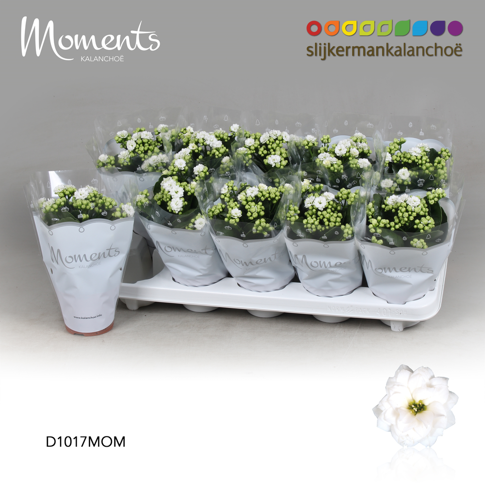 Kalanchoe Moments - White.