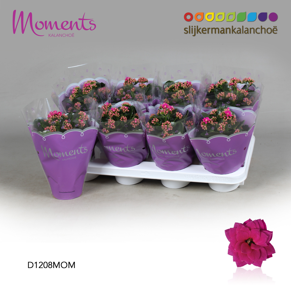 Kalanchoe Moments - Purple.