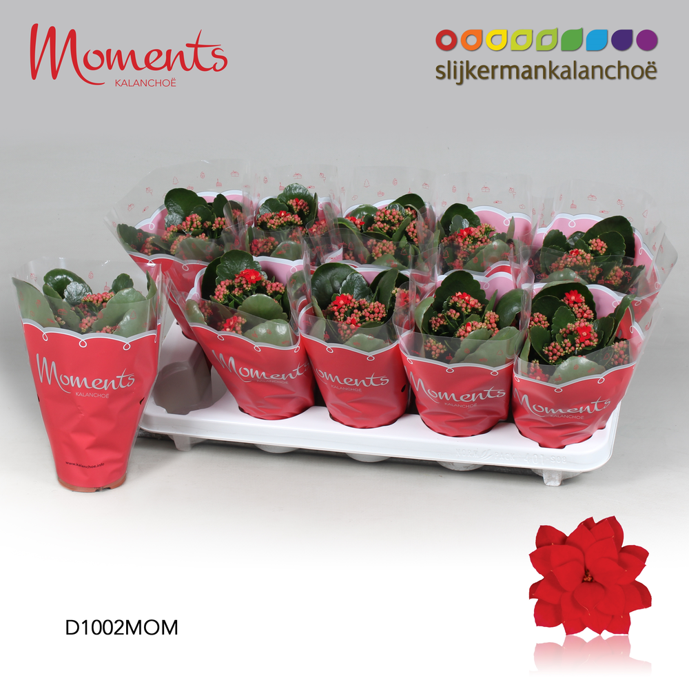 Kalanchoe Moments - Red.