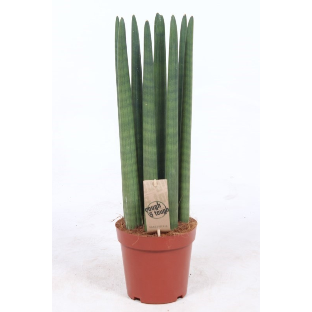 Sansevieria Straight.