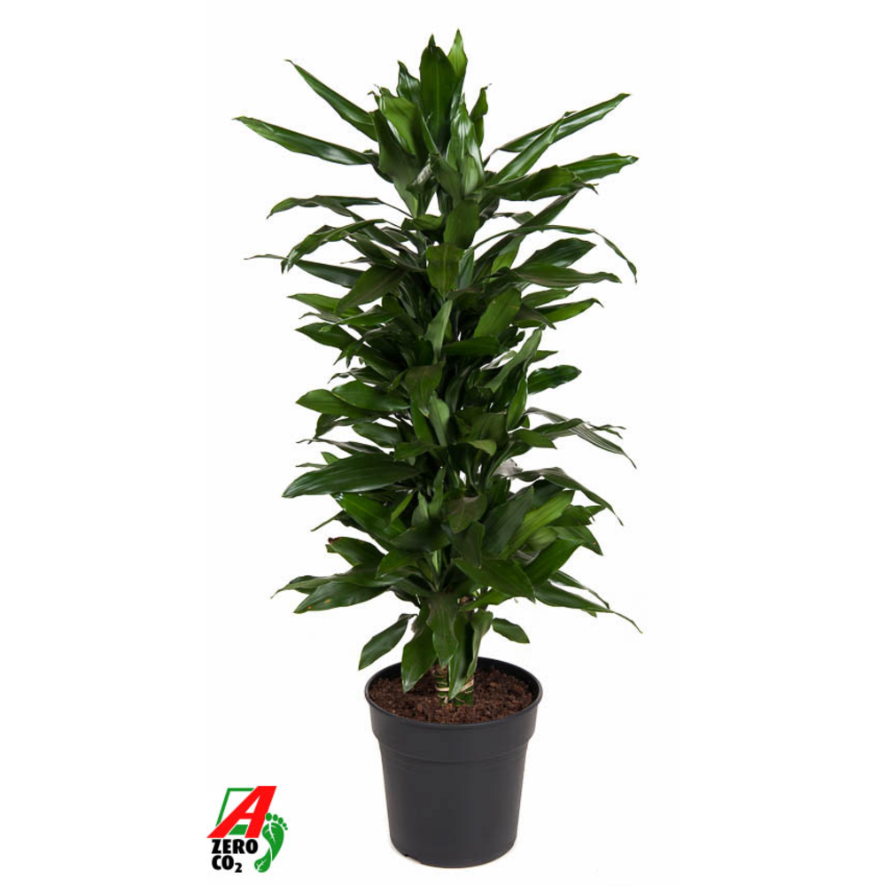 Dracaena Janet Lind vertakt P27.