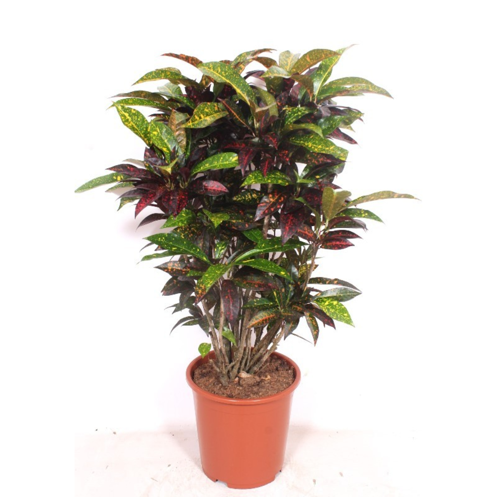 Codiaeum Freckles (Croton Freckles).