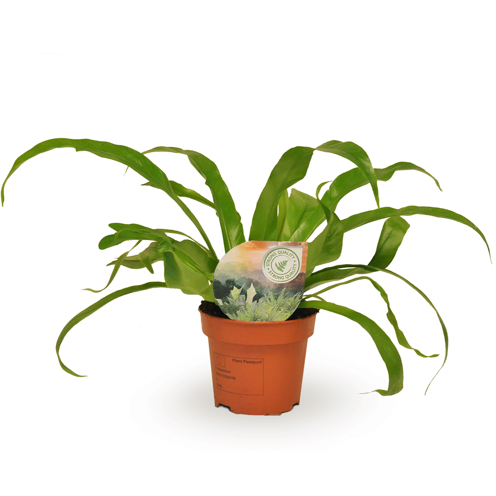 Asplenium antiquum.