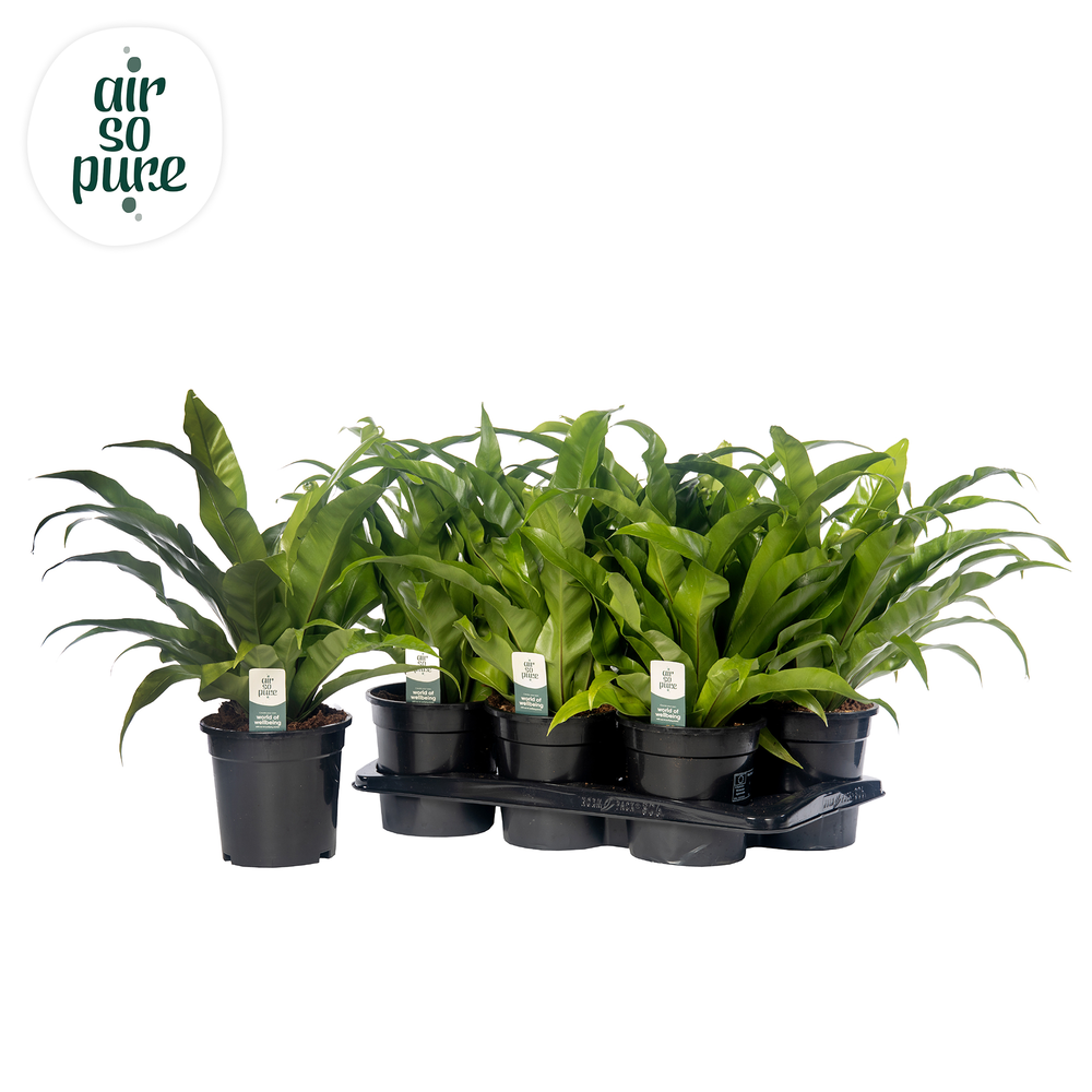 Asplenium antiquum - Air So Pure.