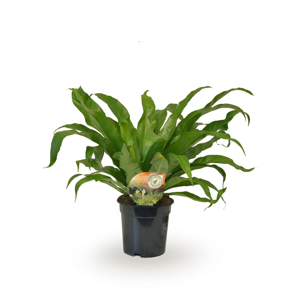 Asplenium antiquum.