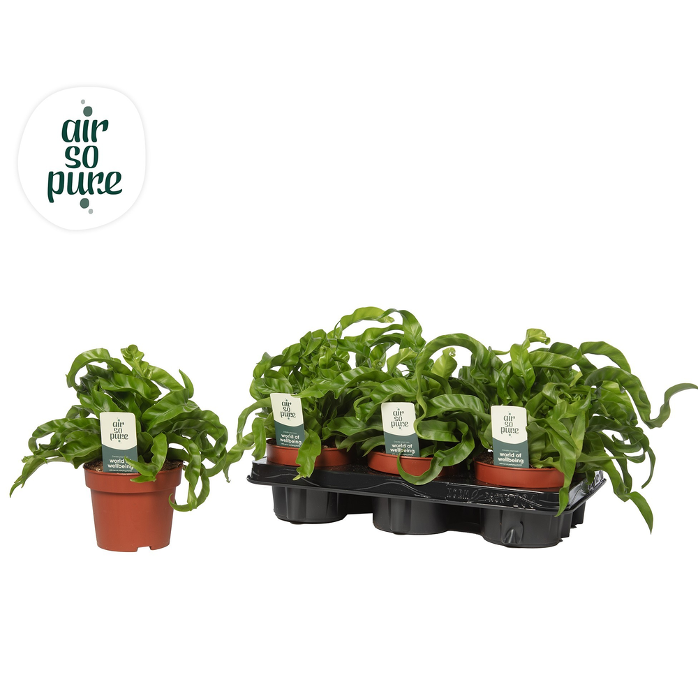 Asplenium Hurricane - Air So Pure.