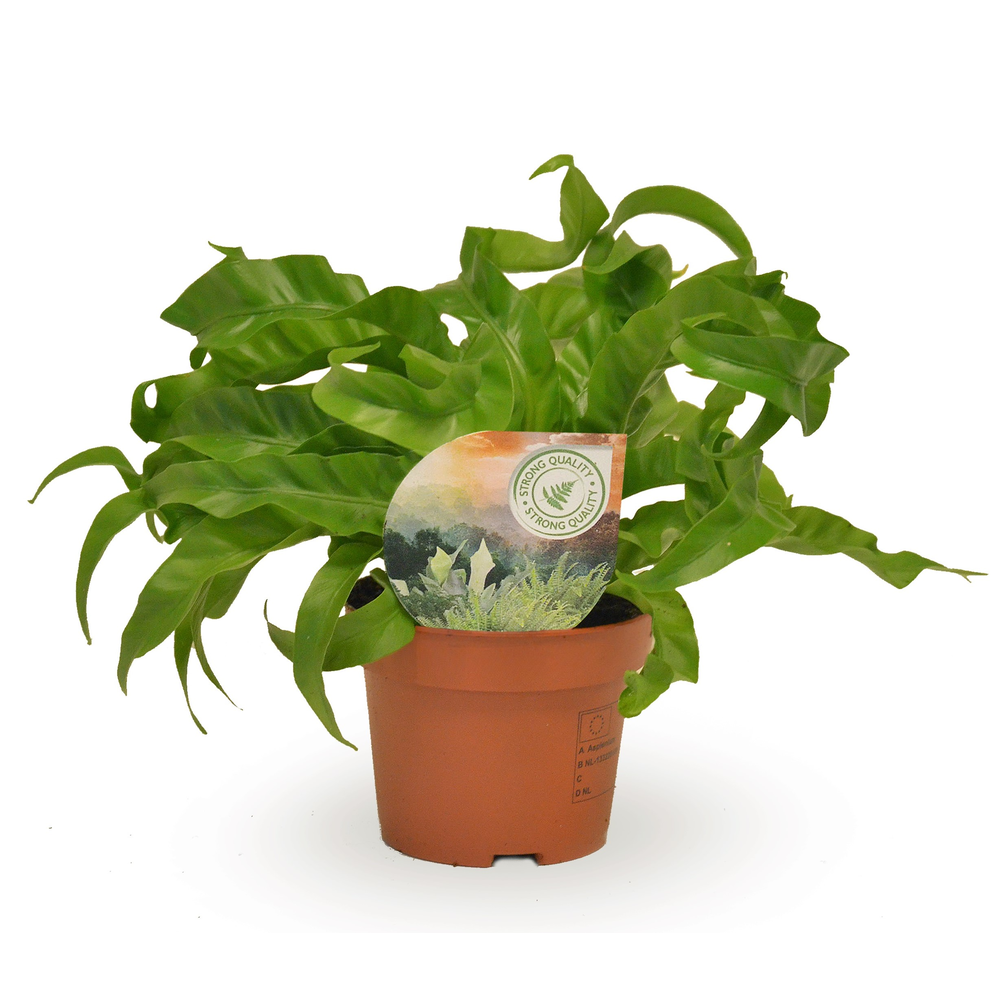 Asplenium Hurricane.