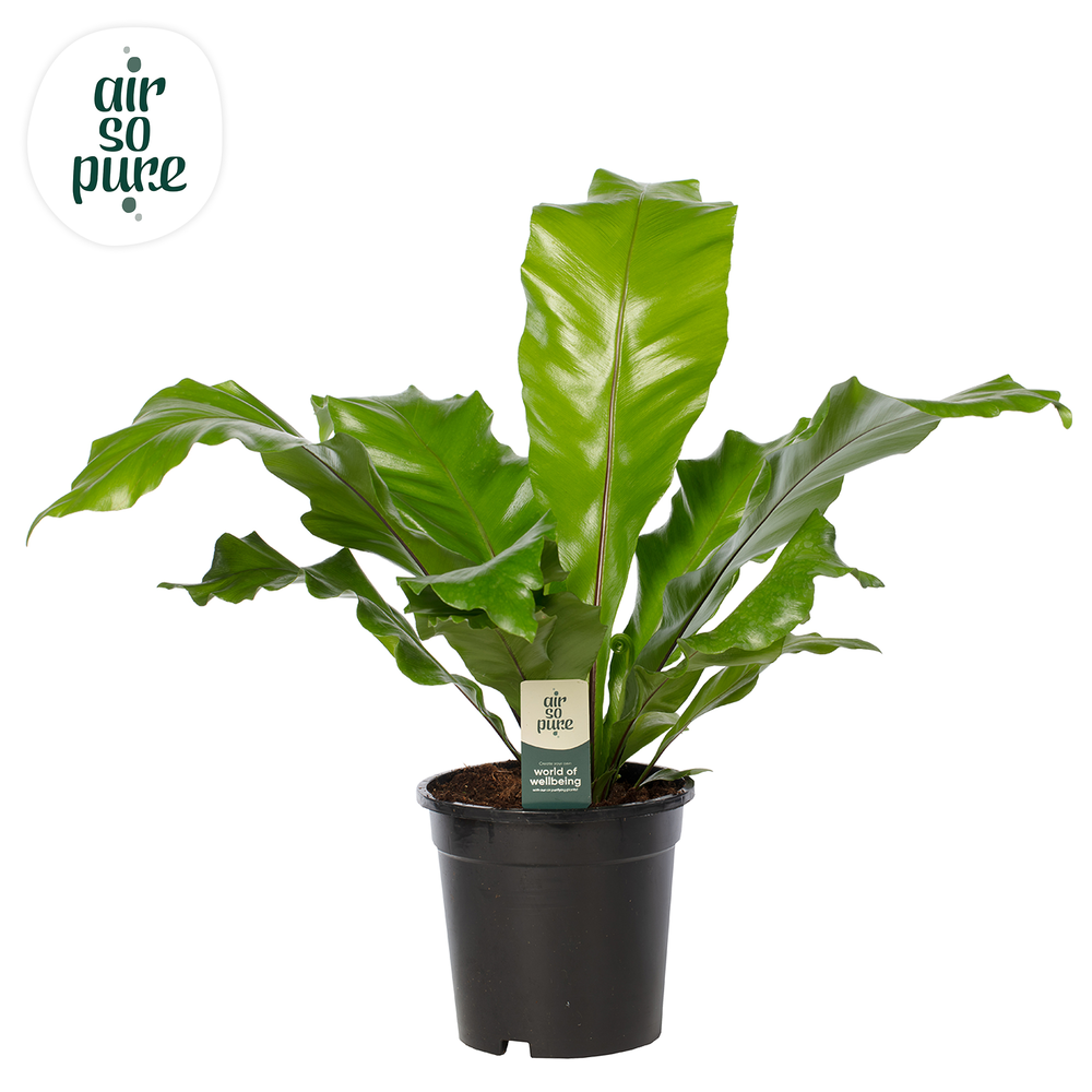 Asplenium nidus - Air So Pure.