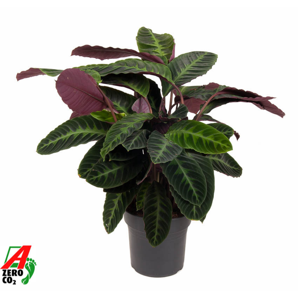 Calathea Warscewiczii.