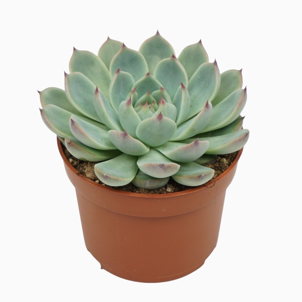 Echeveria parva lindsayana 10,5 cm.