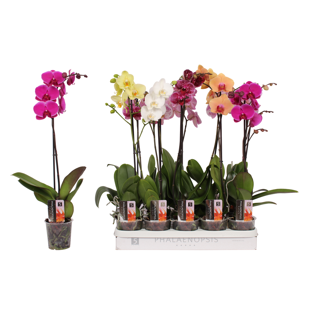 Phalaenopsis 5 color mix, 1-spike 9+/branched.