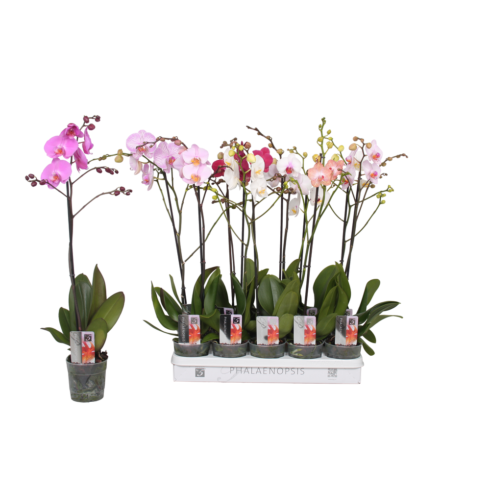 Phalaenopsis 5 color mix, 1-spike 9+/branched.