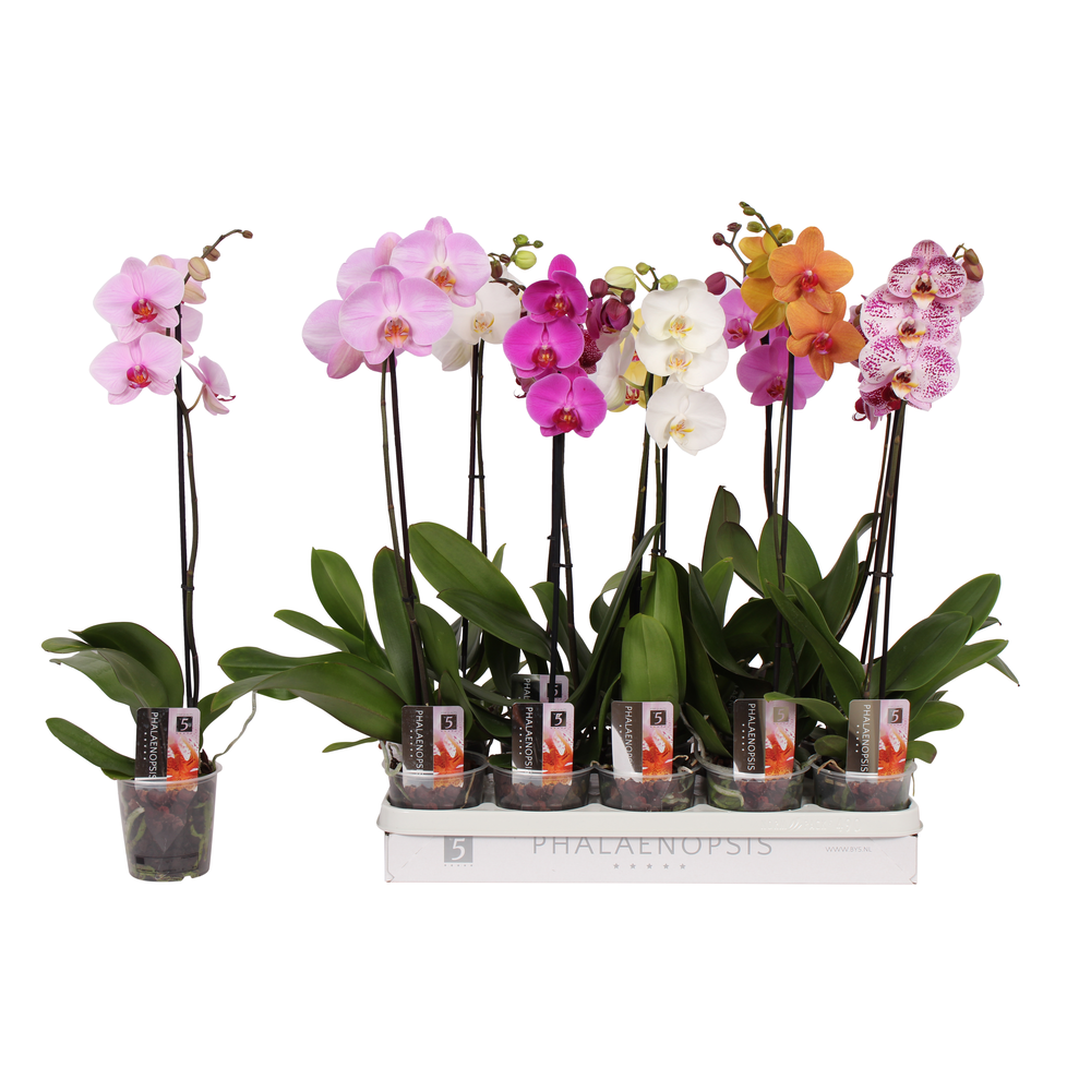 Phalaenopsis 5 color mix, 1-spike 6+.