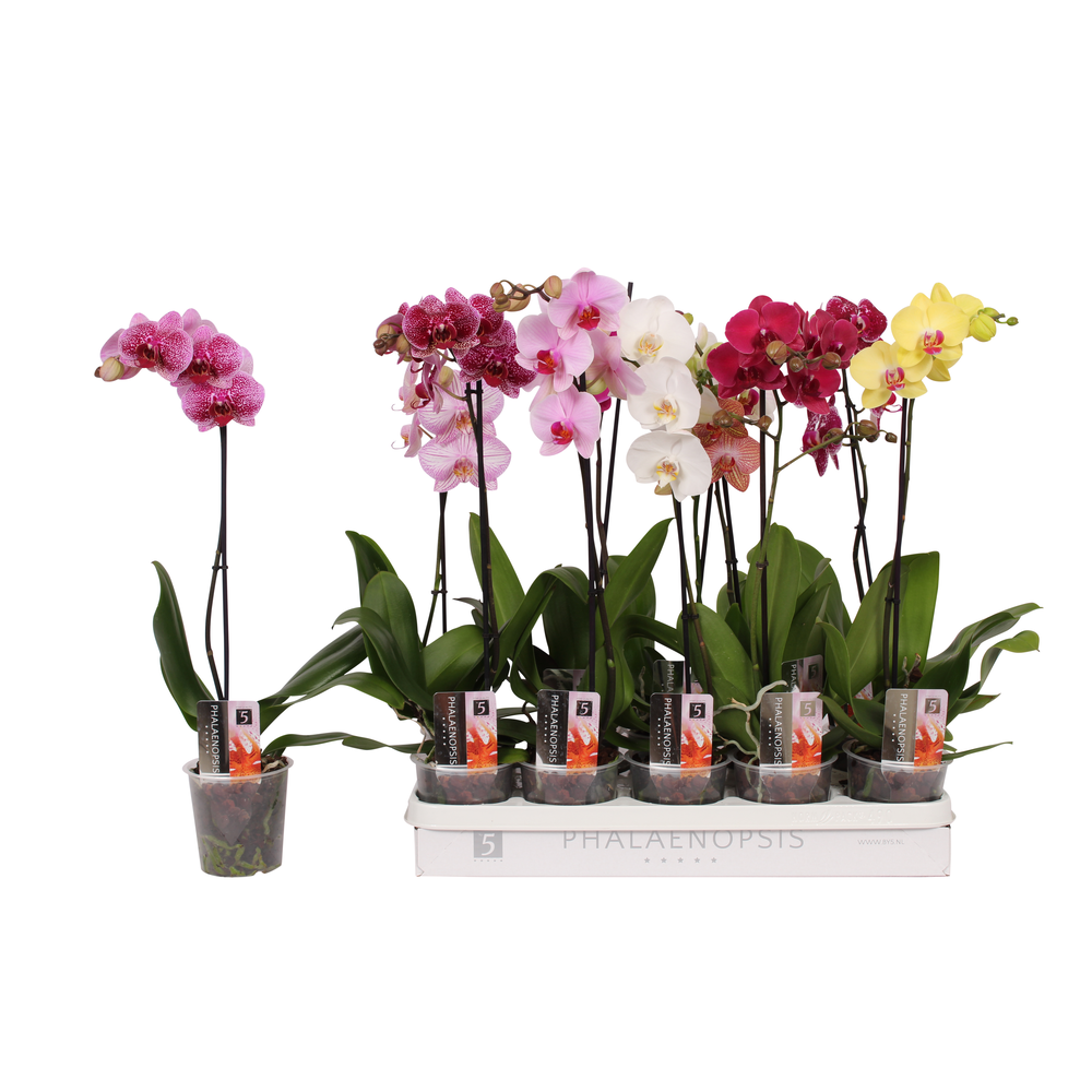 Phalaenopsis 5 color mix, 1-spike 9+/branched.
