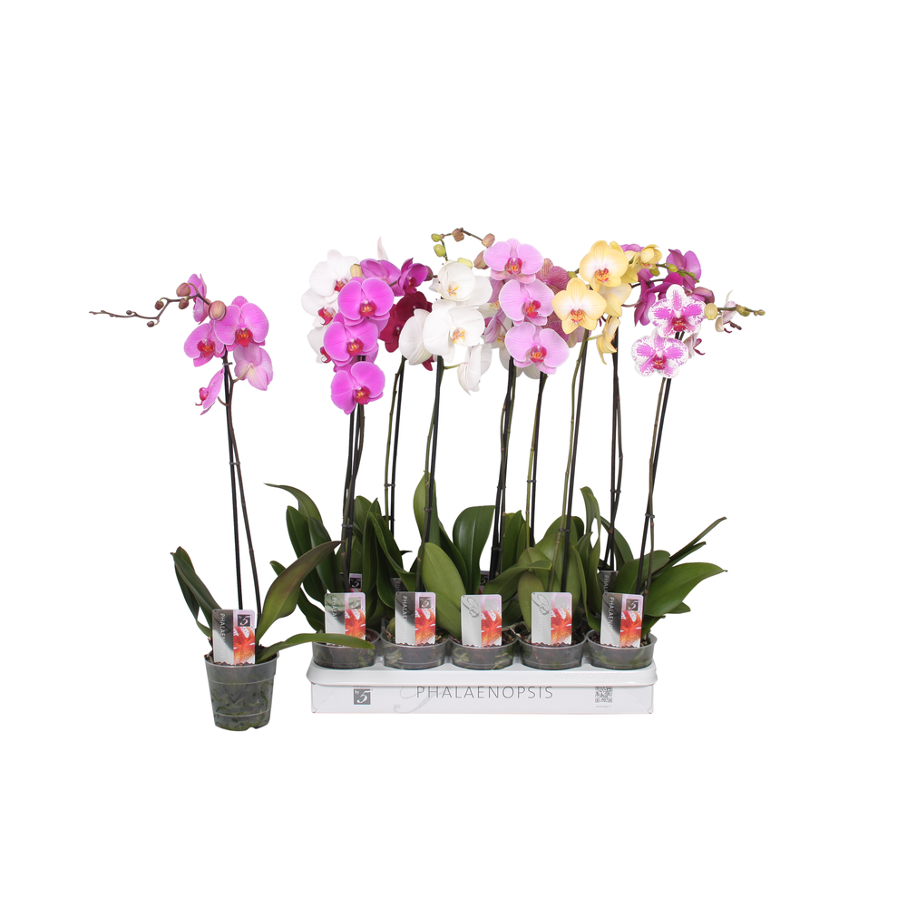 Phalaenopsis 5 color mix, 1-spike 9+/branched.