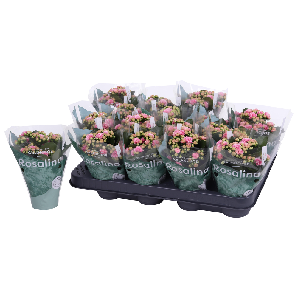 Kalanchoe Rosalina 07cm Don Alano wit/roze.