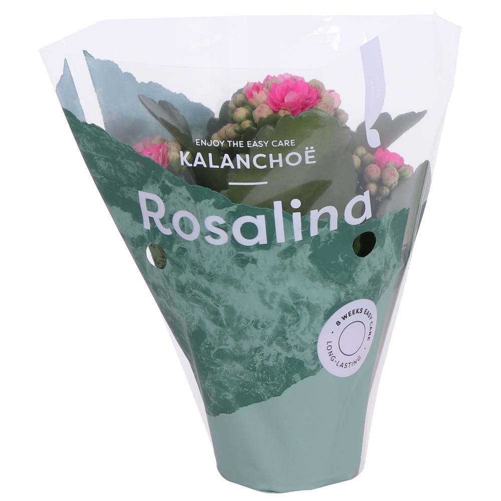 Kalanchoe Rosalina 07cm Don Nando roze.