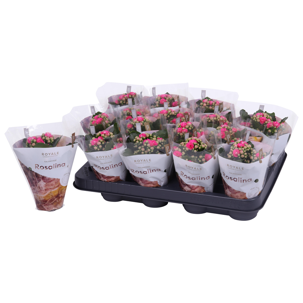 Kalanchoe Rosalina 07cm Royale Nando roze.