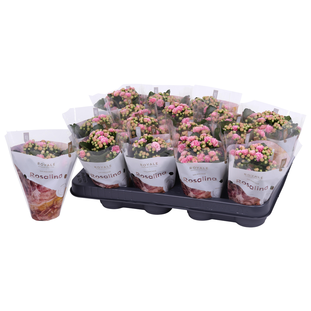 Kalanchoe Rosalina 07cm Royale Alano roze/wit.