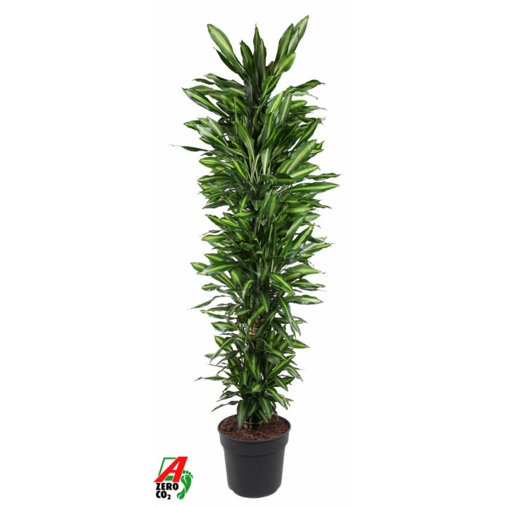 Dracaena Cintho vertakt P40.