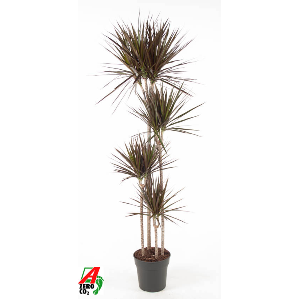Dracaena Magenta 120-90-60-30.