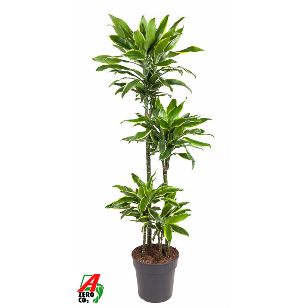 Dracaena Gold Coast 90-60-30-15.