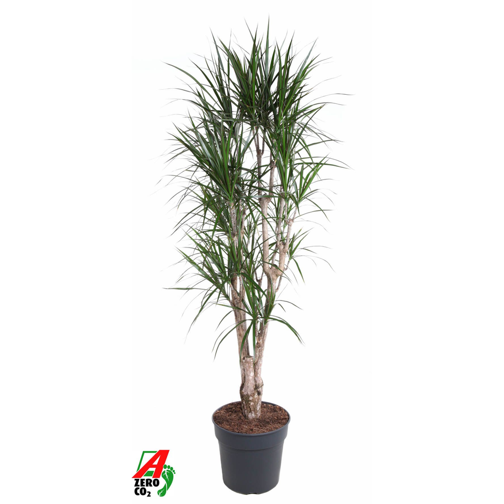 Dracaena Marginata vertakt P34-180.