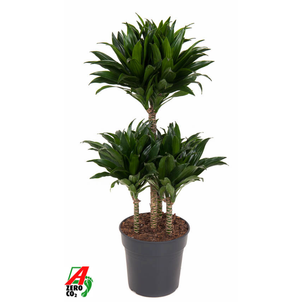 Dracaena Compacta 45-carrousel.