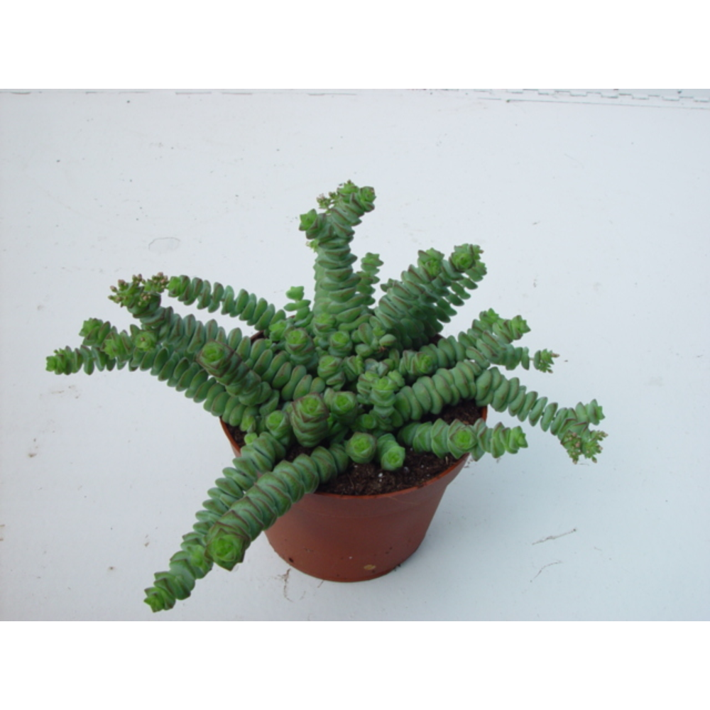 Crassula hottentot 10,5 cm.