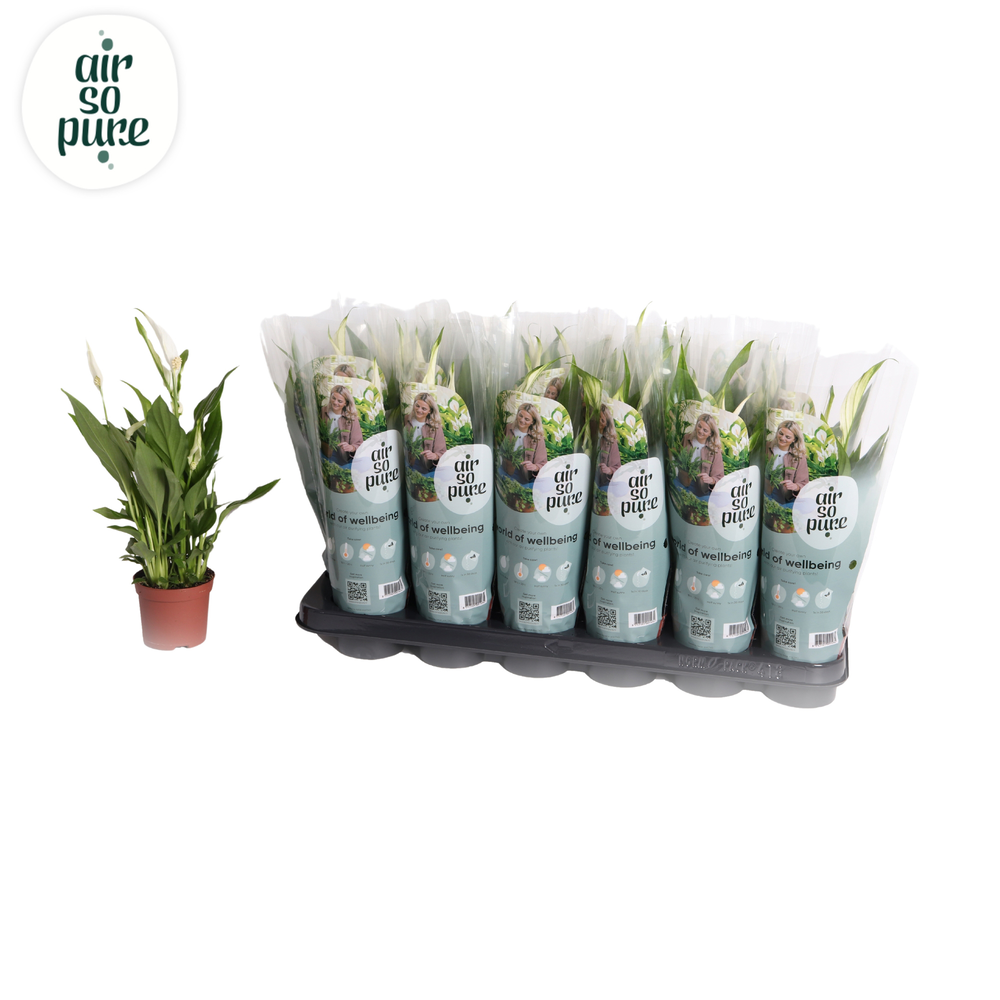 Air So Pure - Spathiphyllum Pearl Cupido 9cm.