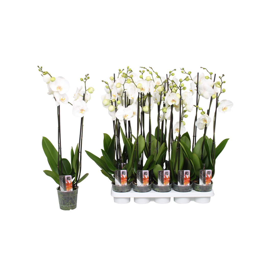 Phalaenopsis Star White, 2-spike 12+.