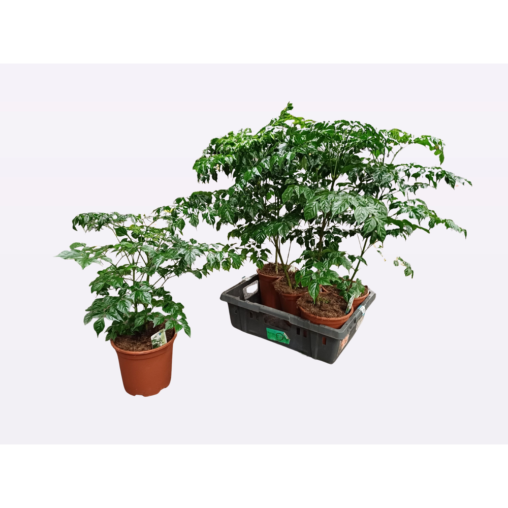 Radermachera sinica.