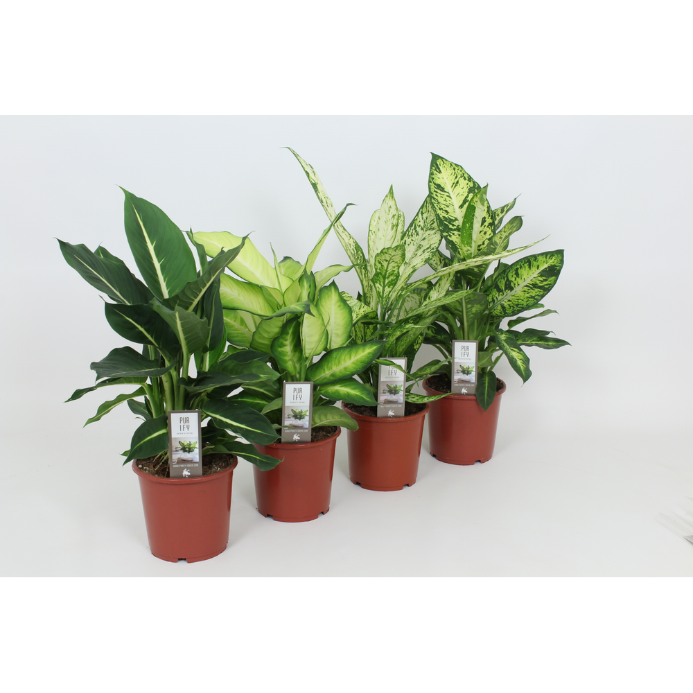 Purify Dieffenbachia Gemengd Luxe 17 cm.