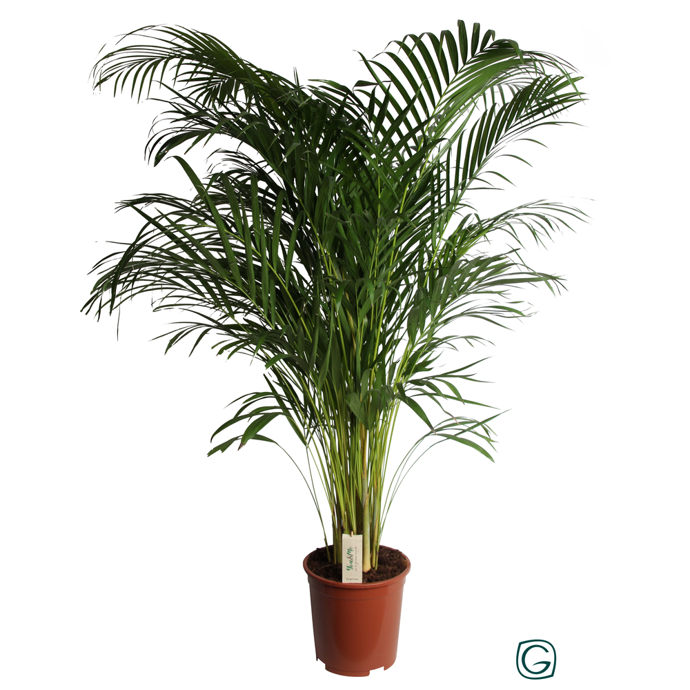 Dypsis Lutescens (Areca) P27.