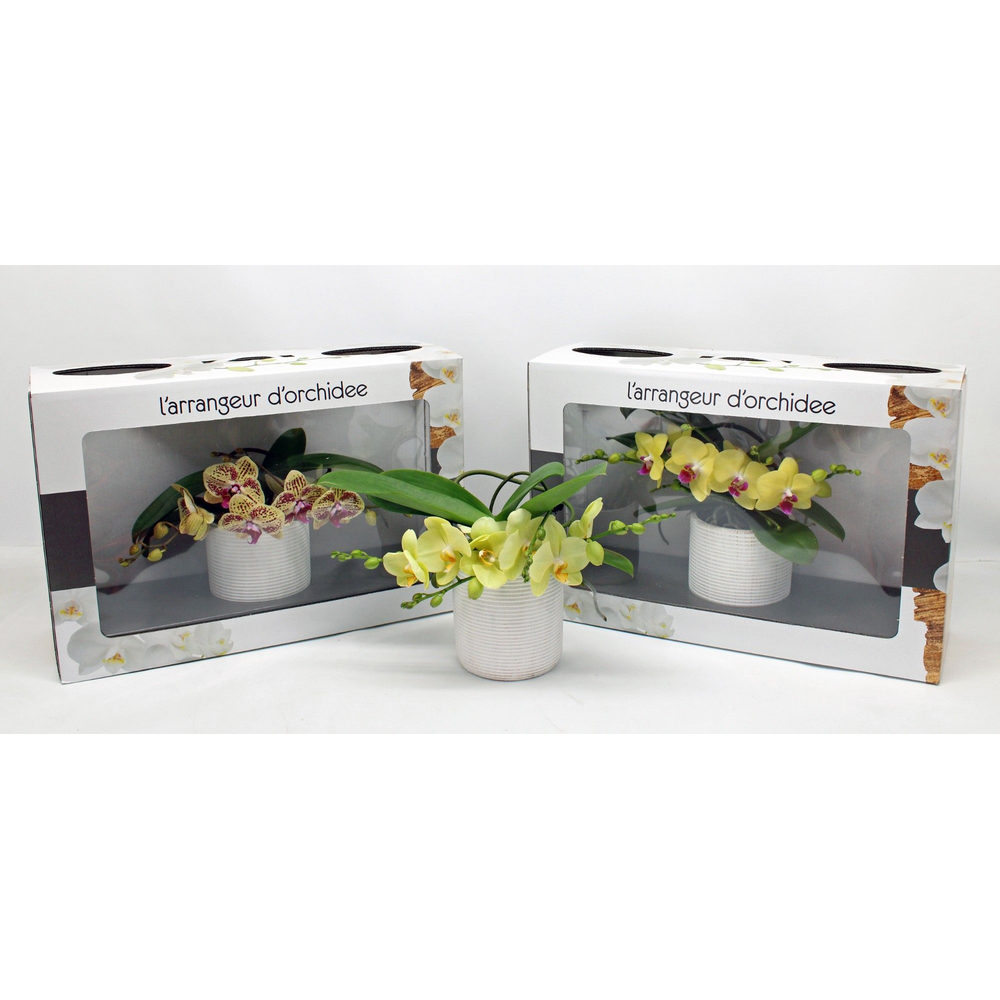 L'arrangeur D'orchidee GEEL (GROEN).
