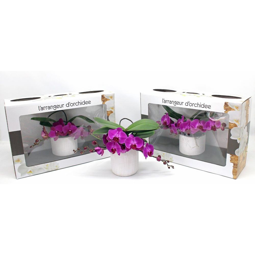 L'arrangeur D'orchidee Paars (RIJP).