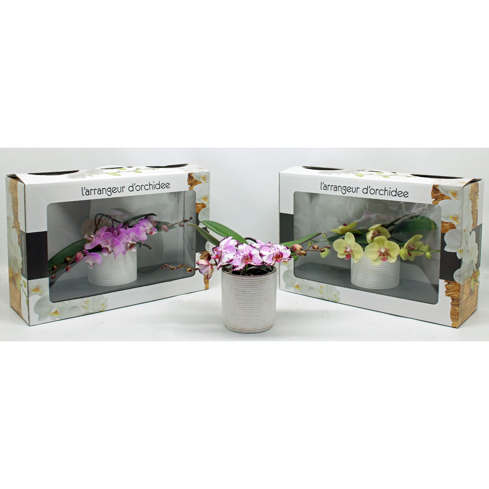 L'arrangeur D'orchidee Special (RIJP).
