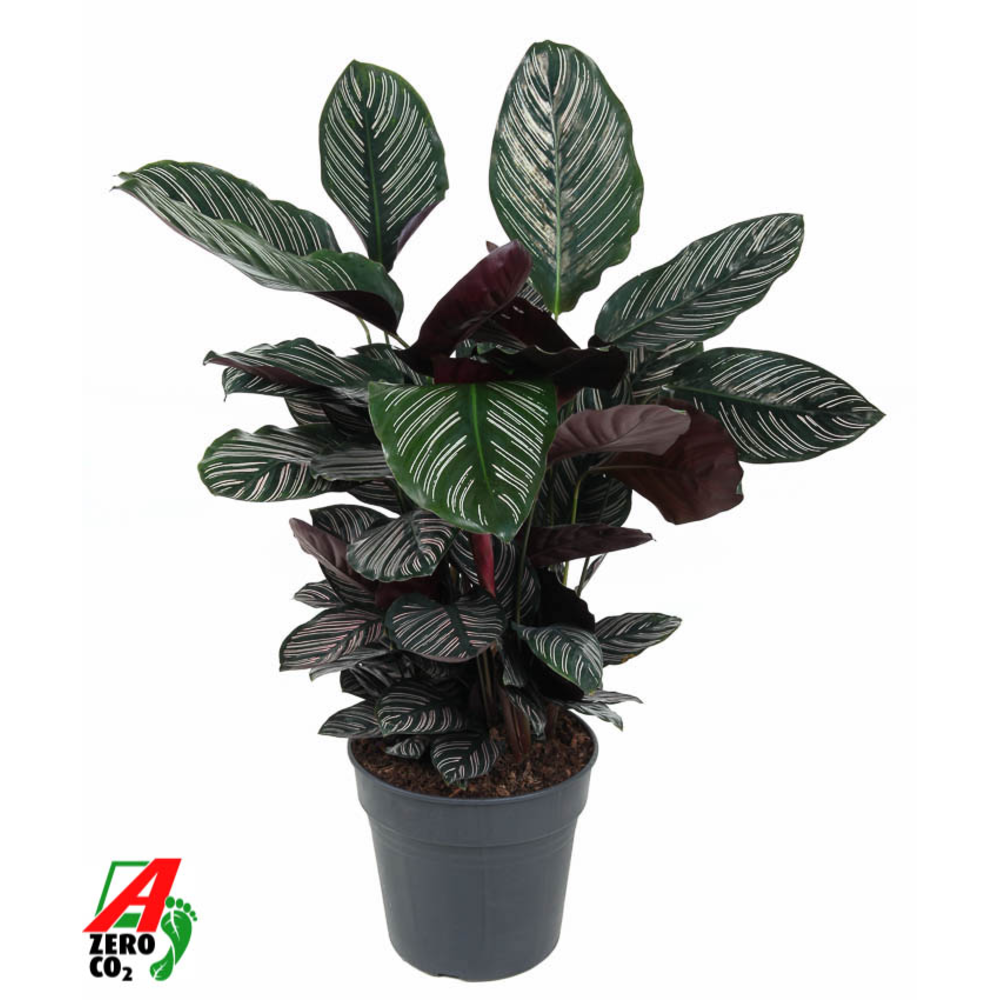 Calathea Ornata.