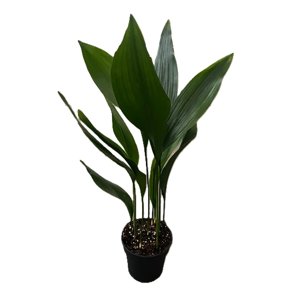 Aspistra eliator.
