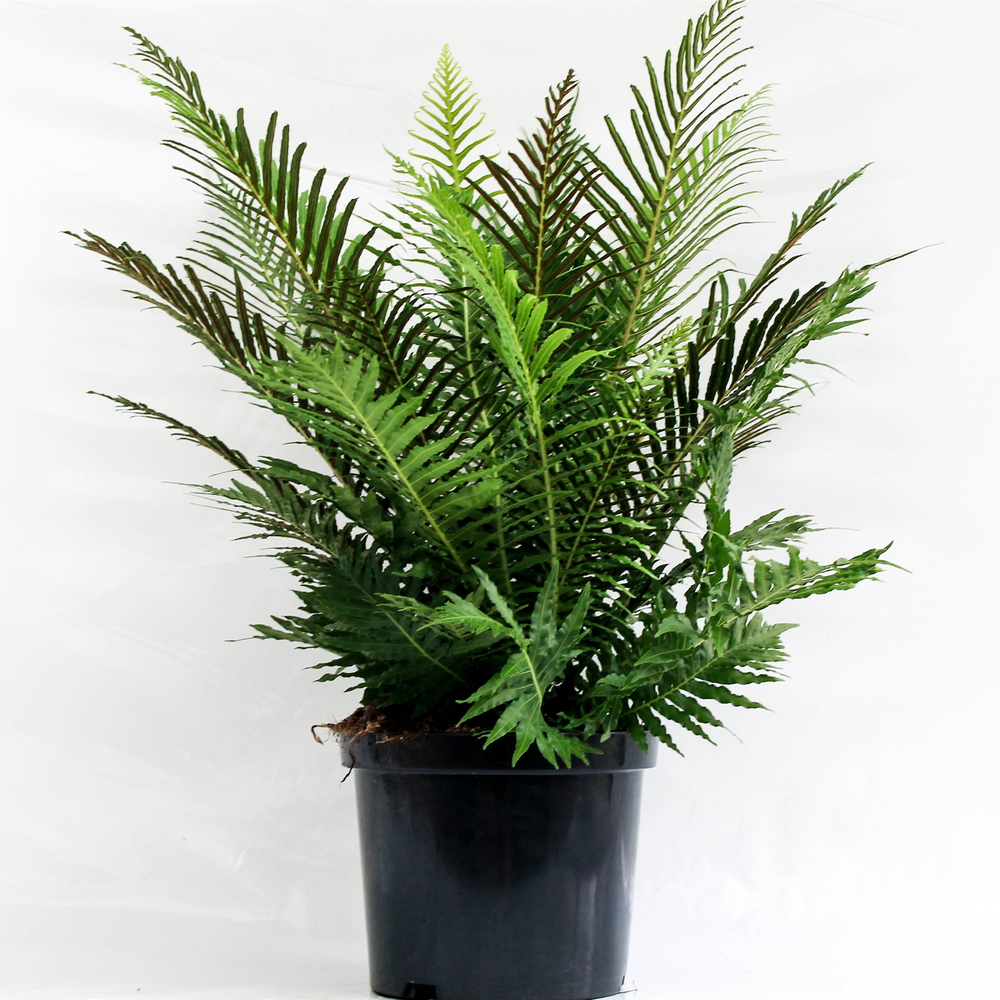 Blechnum Gibbum 'Silver Lady' (Palmvaren).