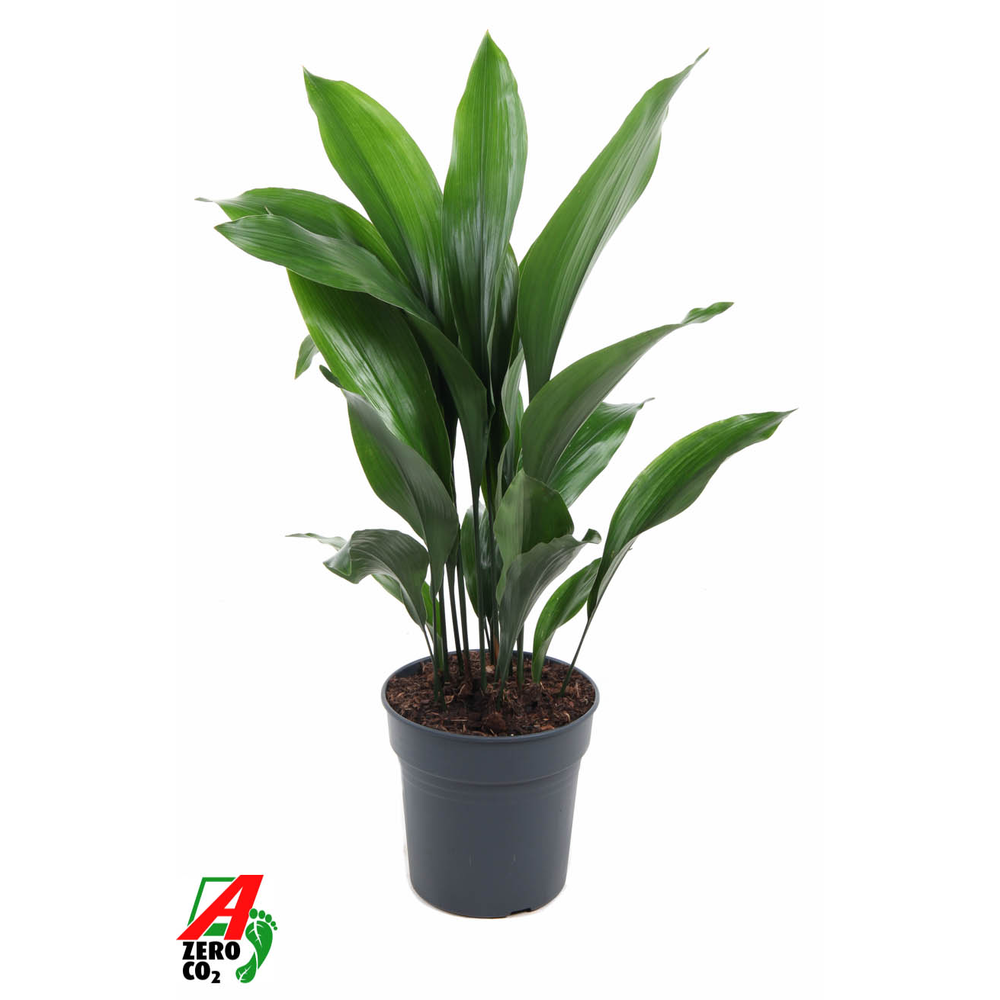 Aspidistra Elatior P24.