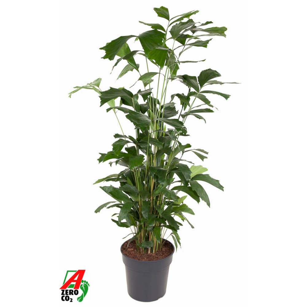 Caryota Mitis P31.